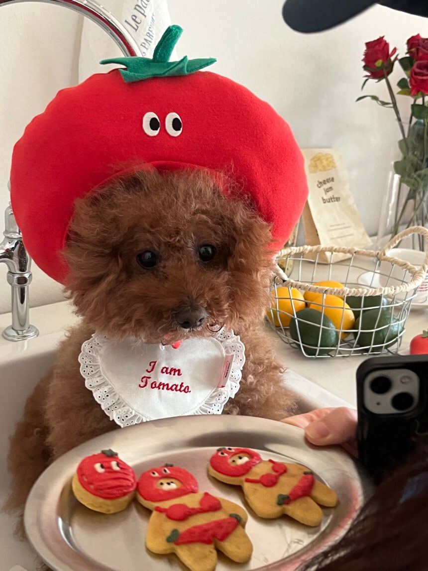 予約［tak!tak!tak!tak!］tomato hat （帽子単品）