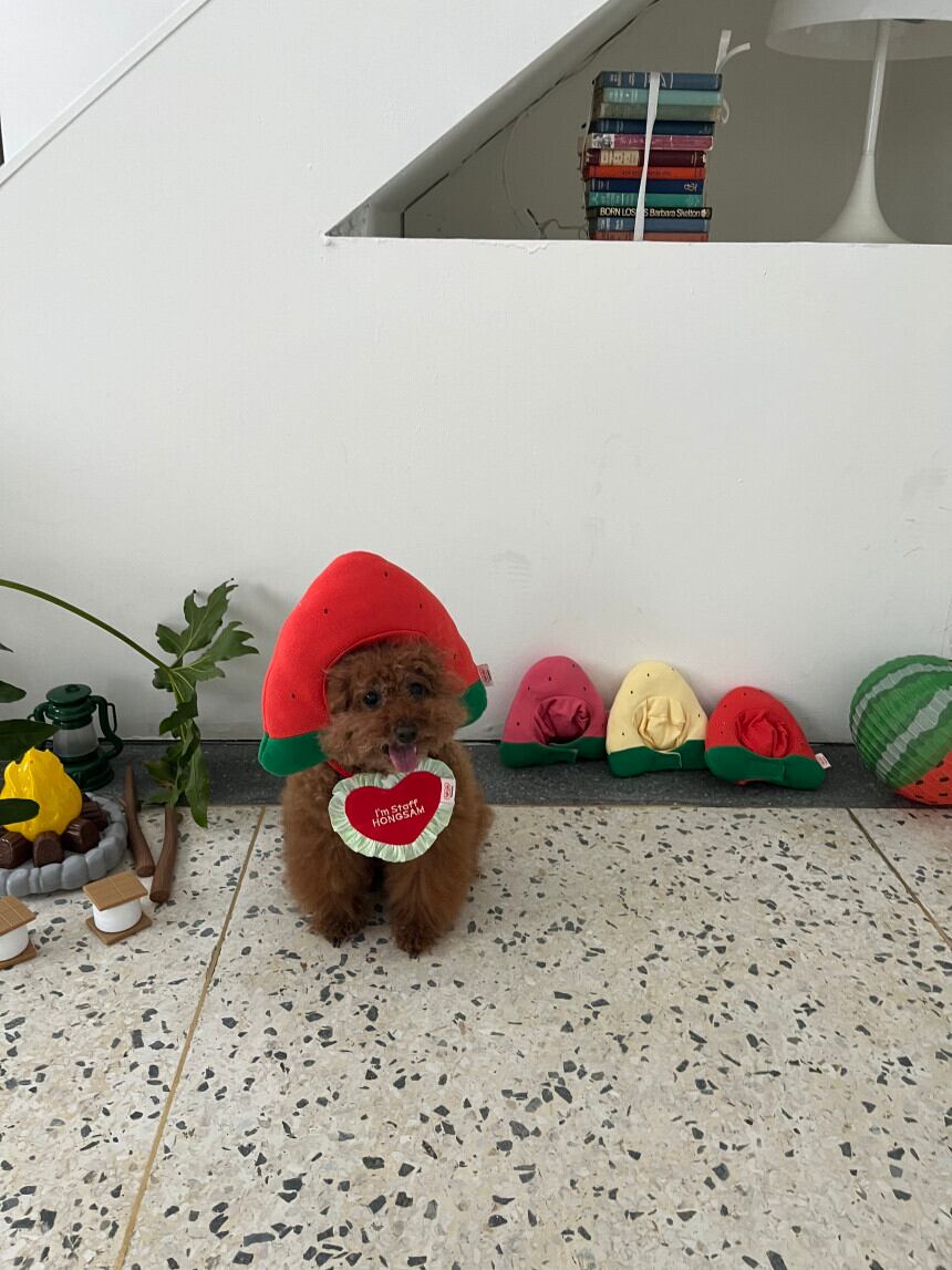 即納［tak!tak!tak!tak!］Water melon cap （帽子単品）