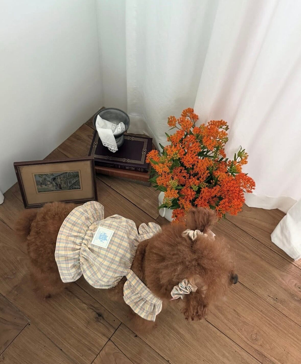 予約［tak!tak!tak!tak!］Little jelly check shushu/シュシュ2個セット