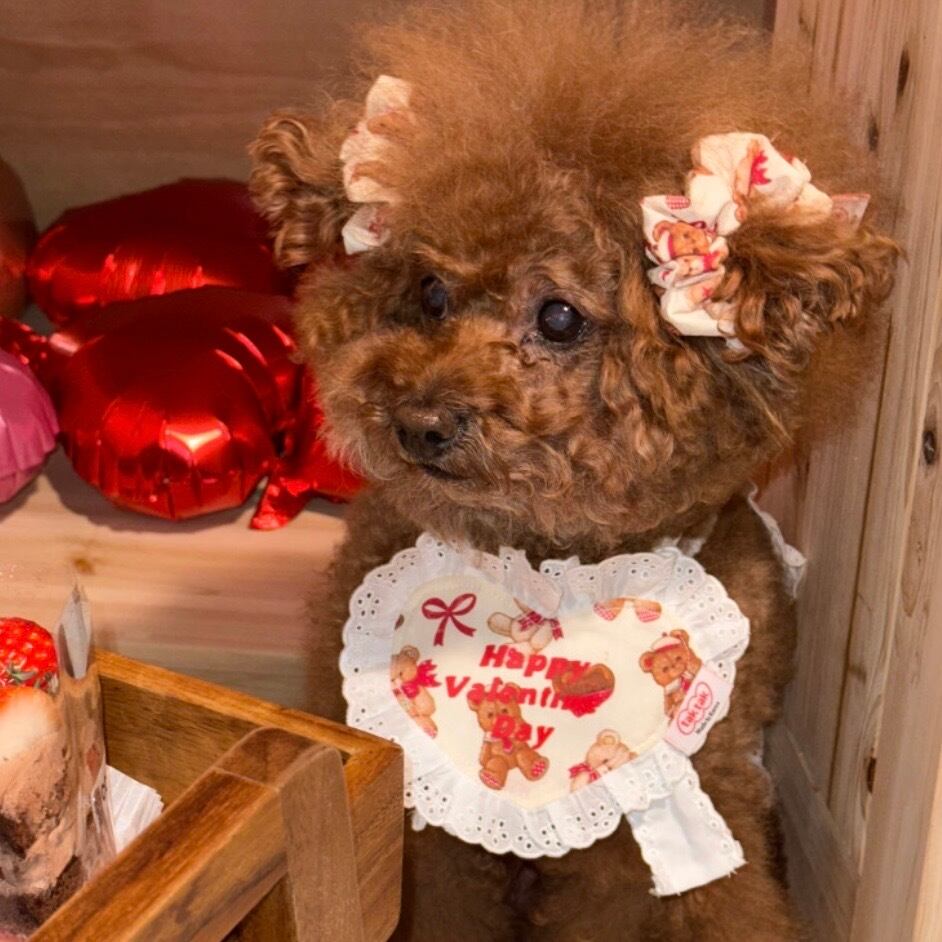 予約［tak!tak!tak!tak!］teddy biscuit shushu/シュシュ2個セット