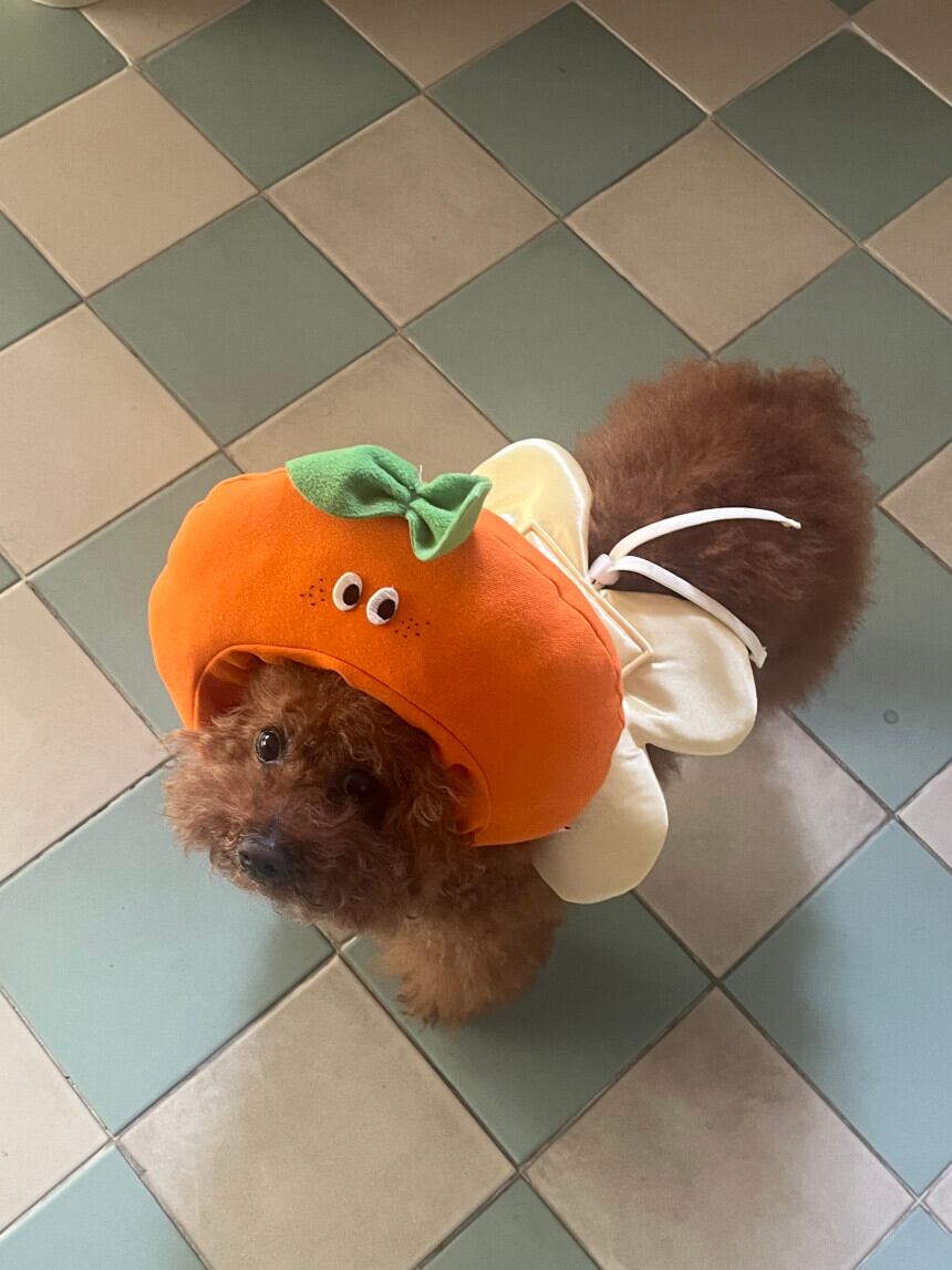 予約［tak!tak!tak!tak!］orange hat （帽子単品）