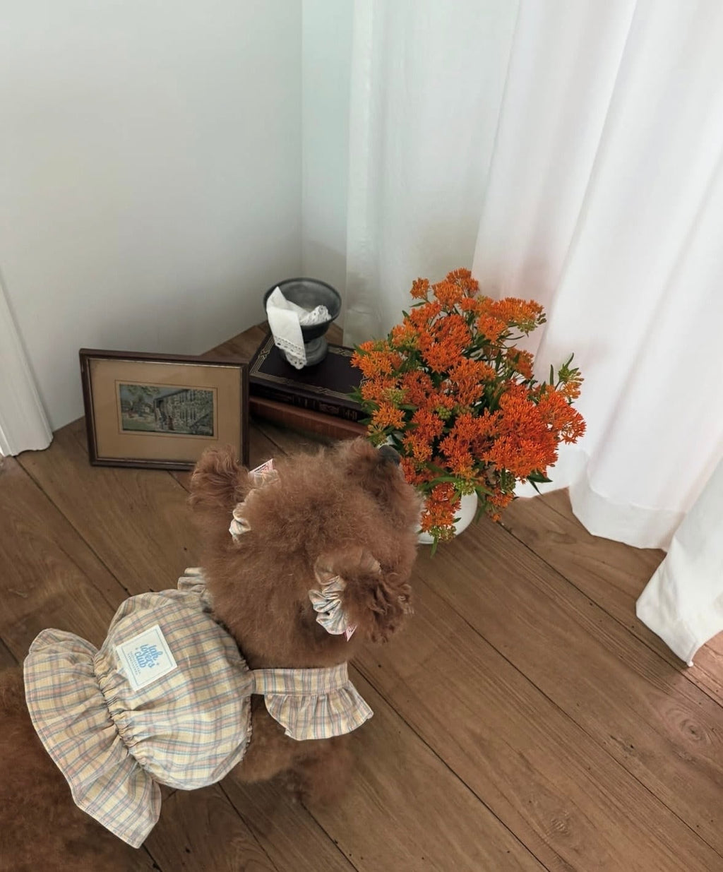 予約［tak!tak!tak!tak!］Little jelly check shushu/シュシュ2個セット
