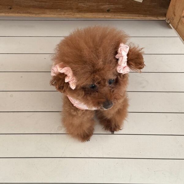 予約［tak!tak!tak!tak!］milk pink eyelet hair shushu