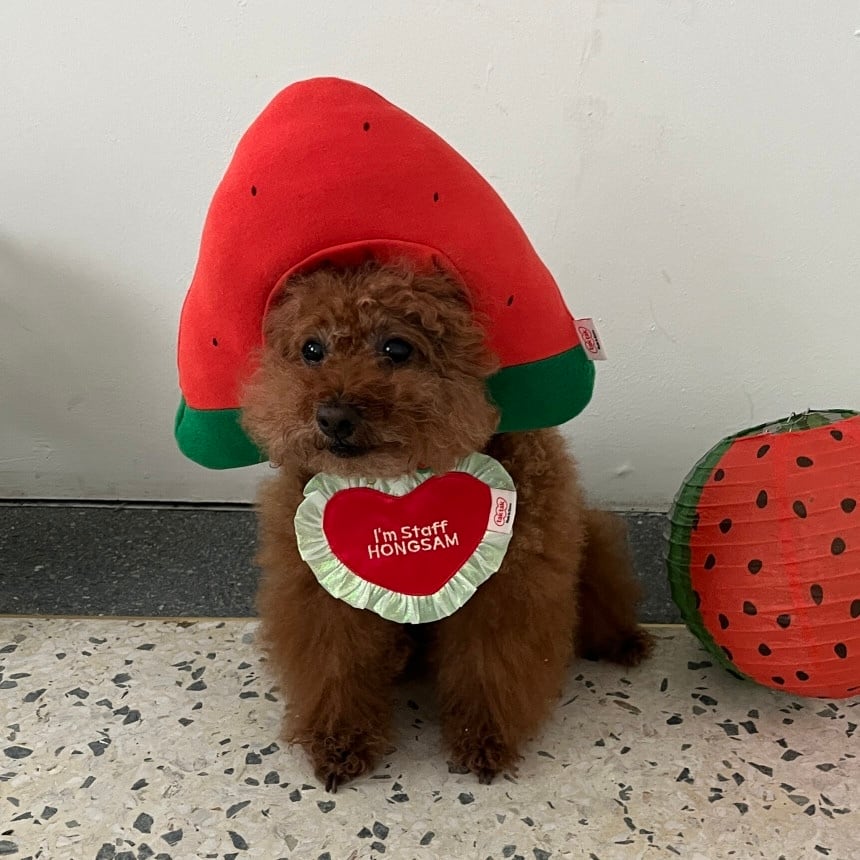 予約［tak!tak!tak!tak!］Water melon cap （帽子単品）