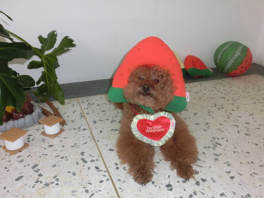 予約［tak!tak!tak!tak!］Water melon cap （帽子単品）