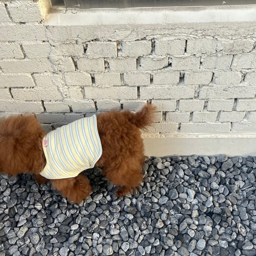 予約［tak!tak!tak!tak!］nerd stripe bustier ( lemon yellow )
