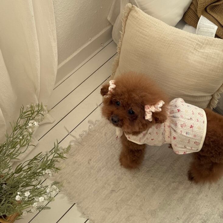 予約［tak!tak!tak!tak!］milk pink eyelet dress