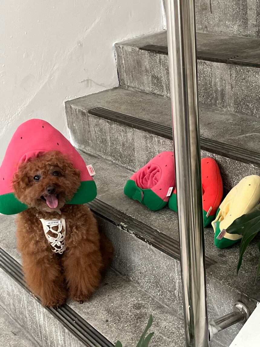 即納［tak!tak!tak!tak!］Water melon cap （帽子単品）