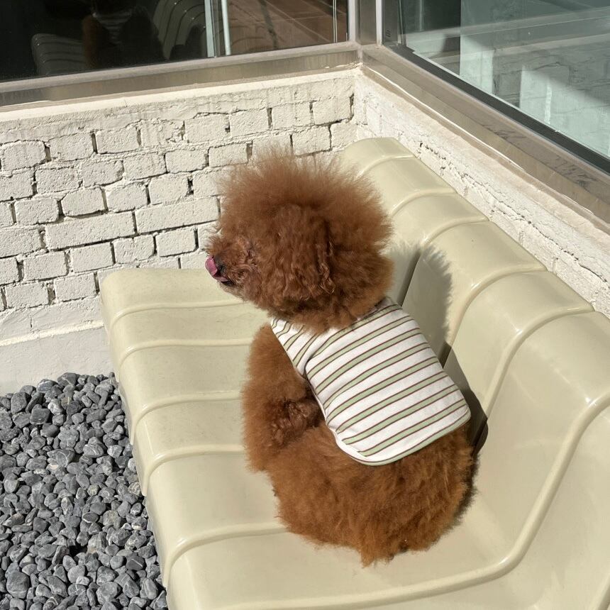 予約［tak!tak!tak!tak!］nerd stripe bustier ( apple mint brown )
