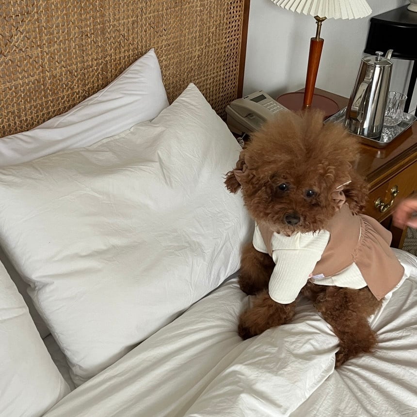 即納［tak!tak!tak!tak!］puppy layered gorge t-shirt (layered t shirt)