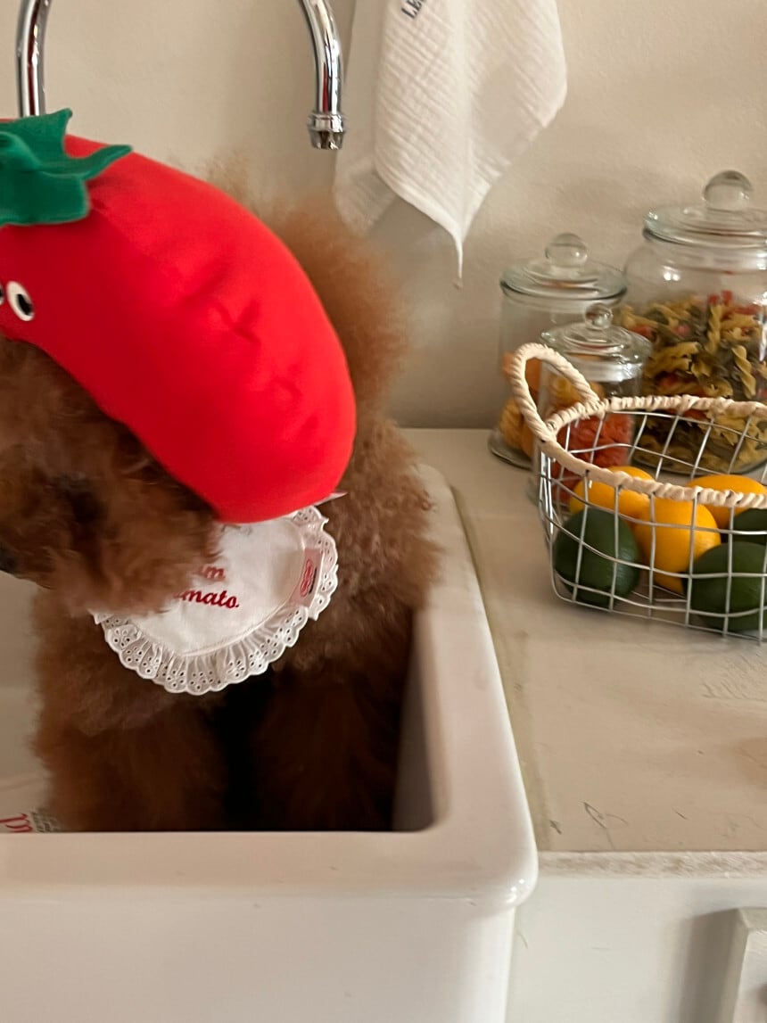 予約［tak!tak!tak!tak!］tomato hat （帽子単品）