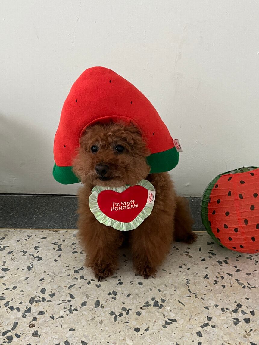 即納［tak!tak!tak!tak!］Water melon cap （帽子単品）