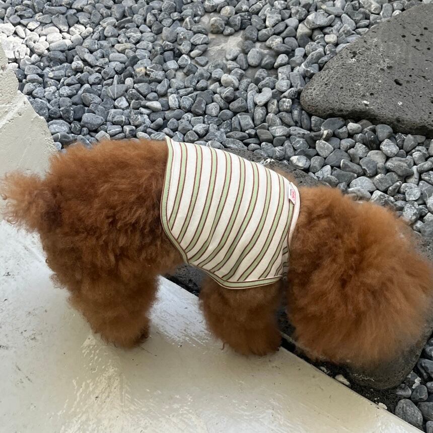 予約［tak!tak!tak!tak!］nerd stripe bustier ( apple mint brown )