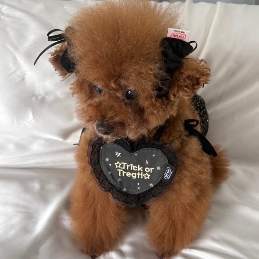 予約［tak!tak!tak!tak!］Velvet hair shushu