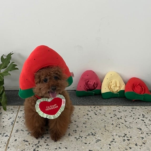 即納［tak!tak!tak!tak!］Water melon cap （帽子単品）