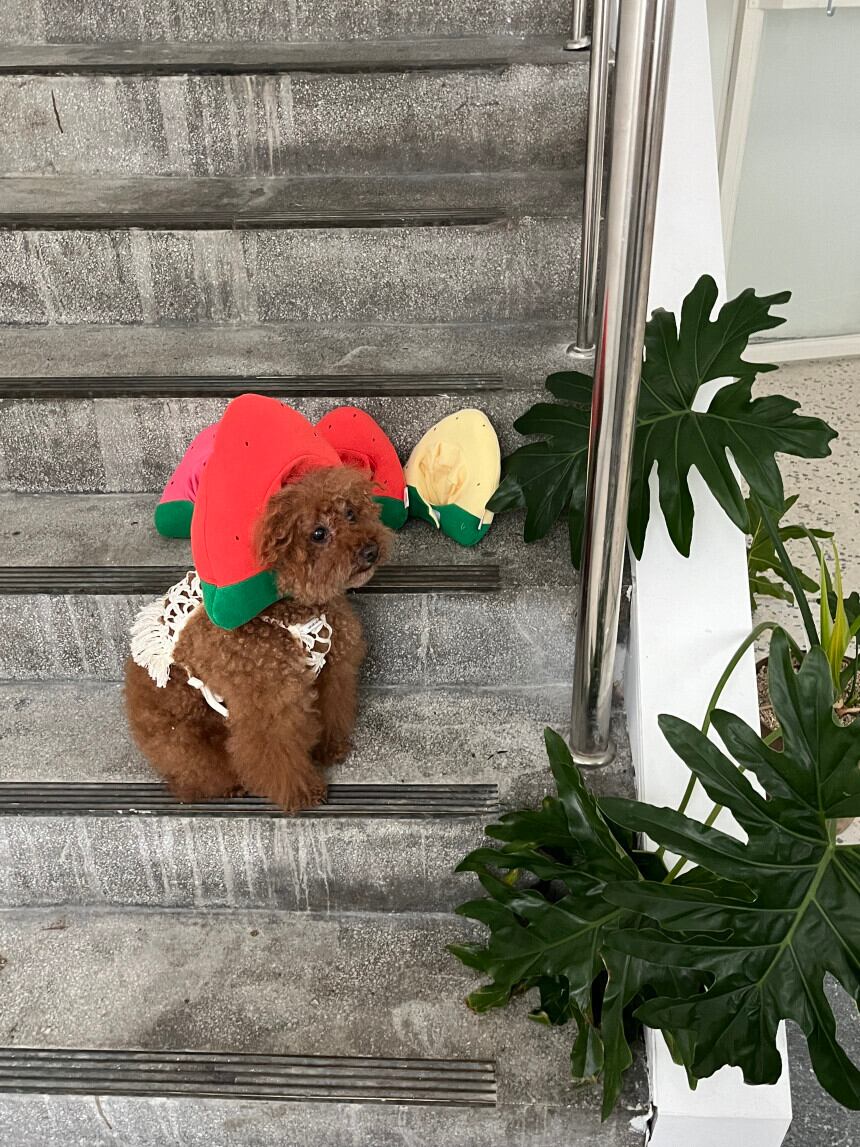 予約［tak!tak!tak!tak!］Water melon cap （帽子単品）