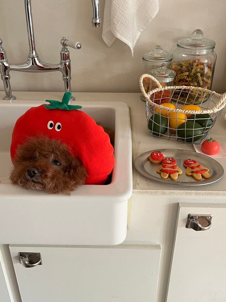 予約［tak!tak!tak!tak!］tomato hat （帽子単品）