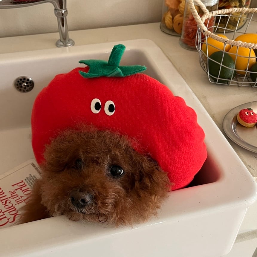 予約［tak!tak!tak!tak!］tomato hat （帽子単品）