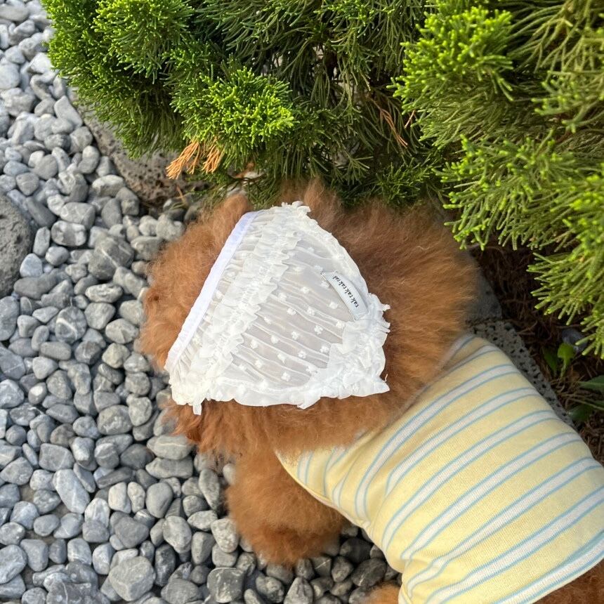 即納/わんこ用［tak!tak!tak!tak!］Pure Lace  Headscarf