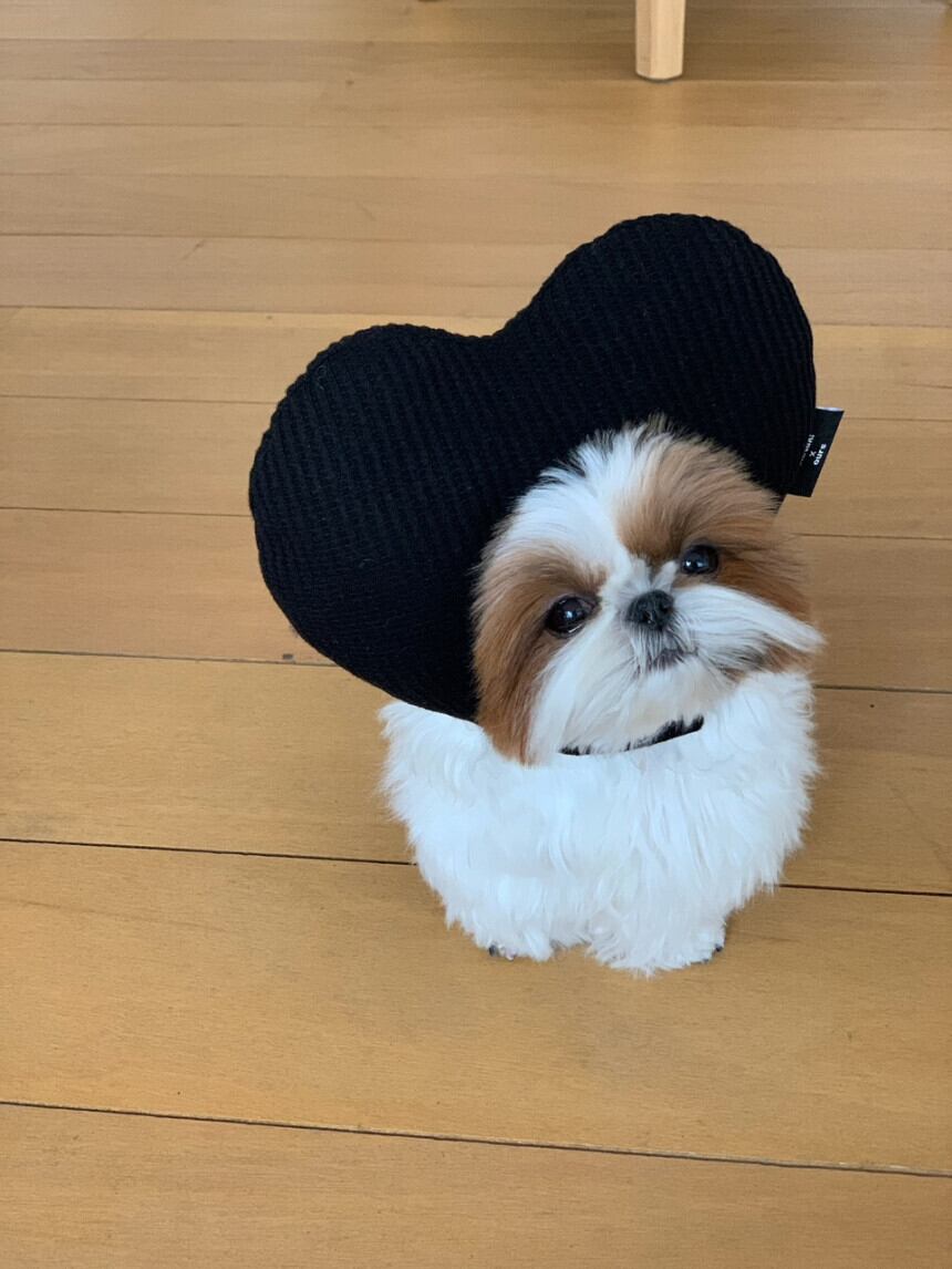 即納［ours,］Heart hat (black, stripe)