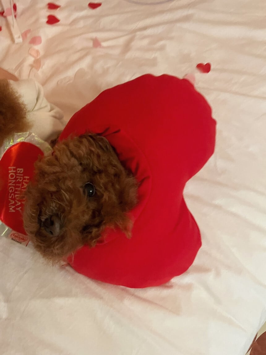 即納［tak!tak!tak!tak!］birthday heart cap （帽子単品）