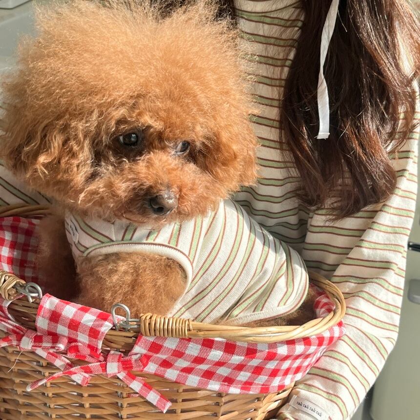予約［tak!tak!tak!tak!］nerd stripe bustier ( apple mint brown )