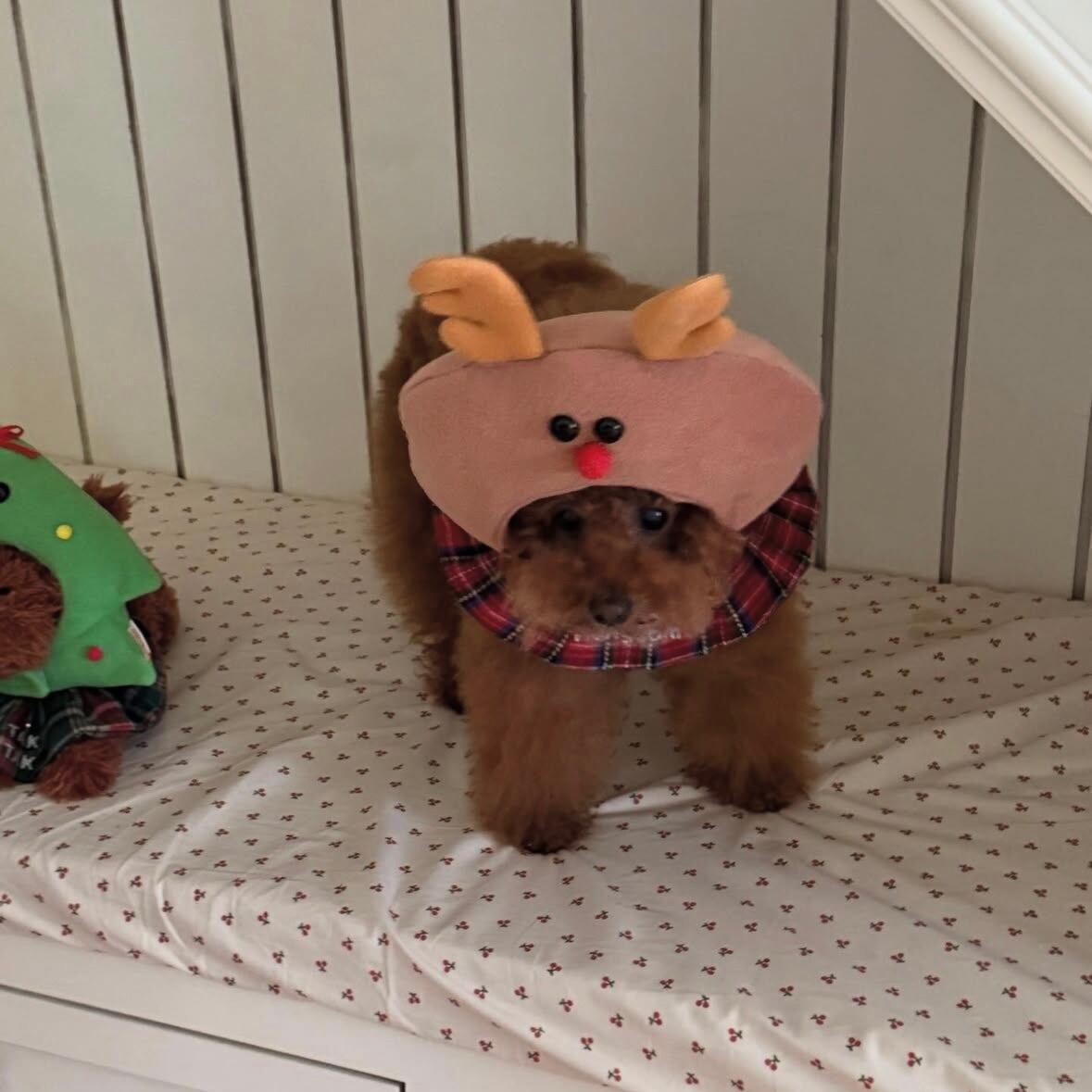 即納［tak!tak!tak!tak!］Reindeer hat （帽子単品）