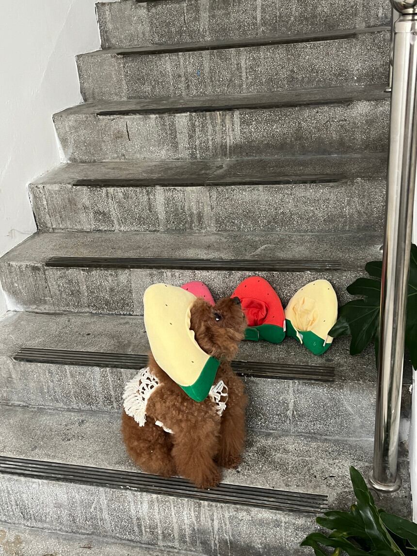 即納［tak!tak!tak!tak!］Water melon cap （帽子単品）