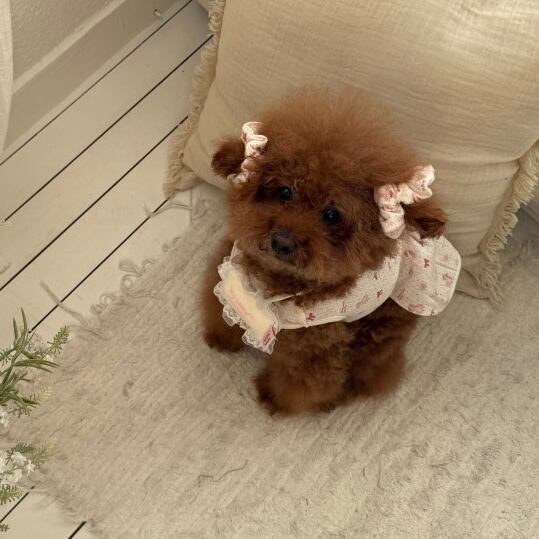 予約［tak!tak!tak!tak!］milk pink eyelet hair shushu