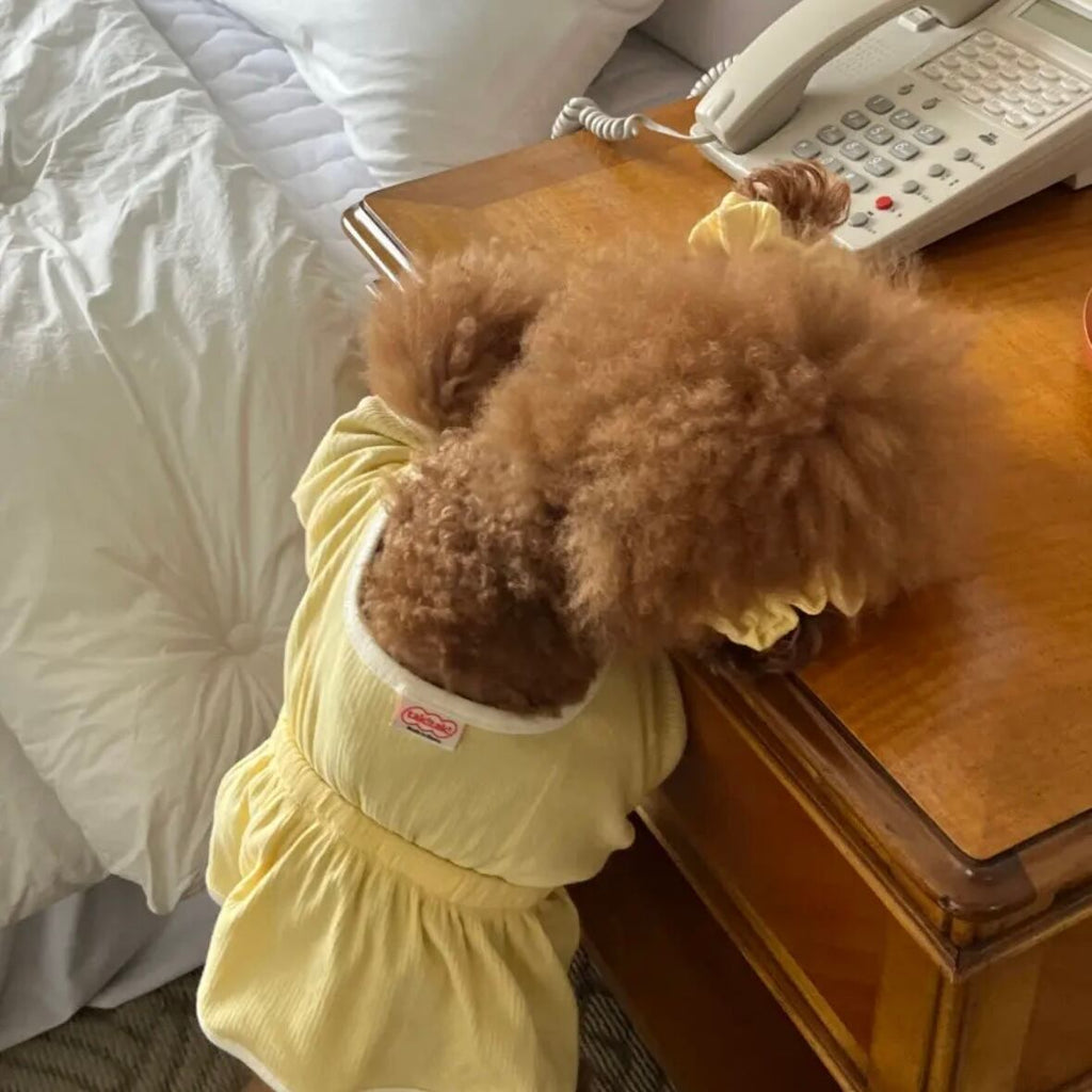 袖ありワンピース［tak!tak!tak!tak!］ puppy fluffy one-piece